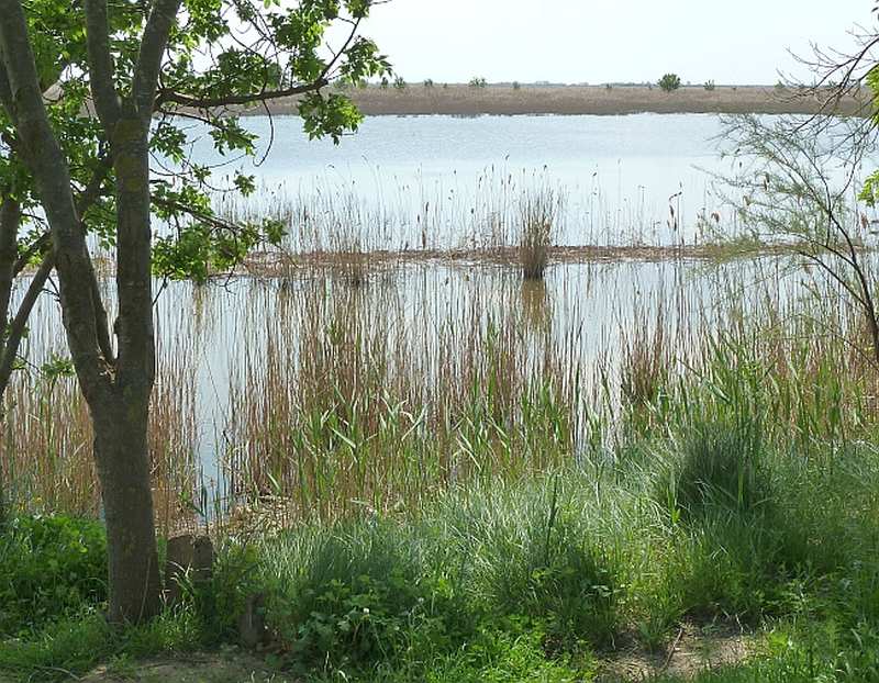 Camargue wetlands