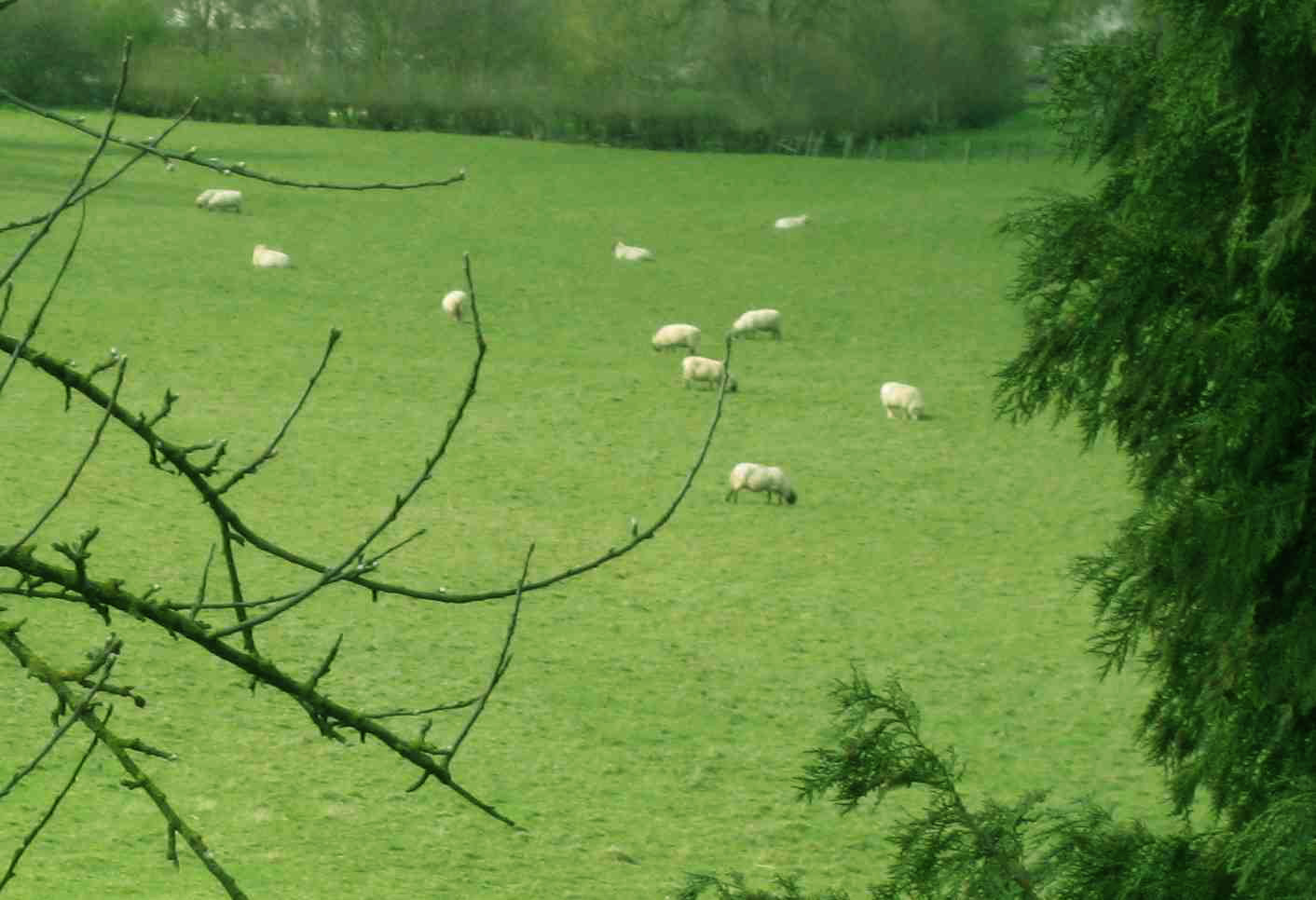 DN4 Sheep on hill