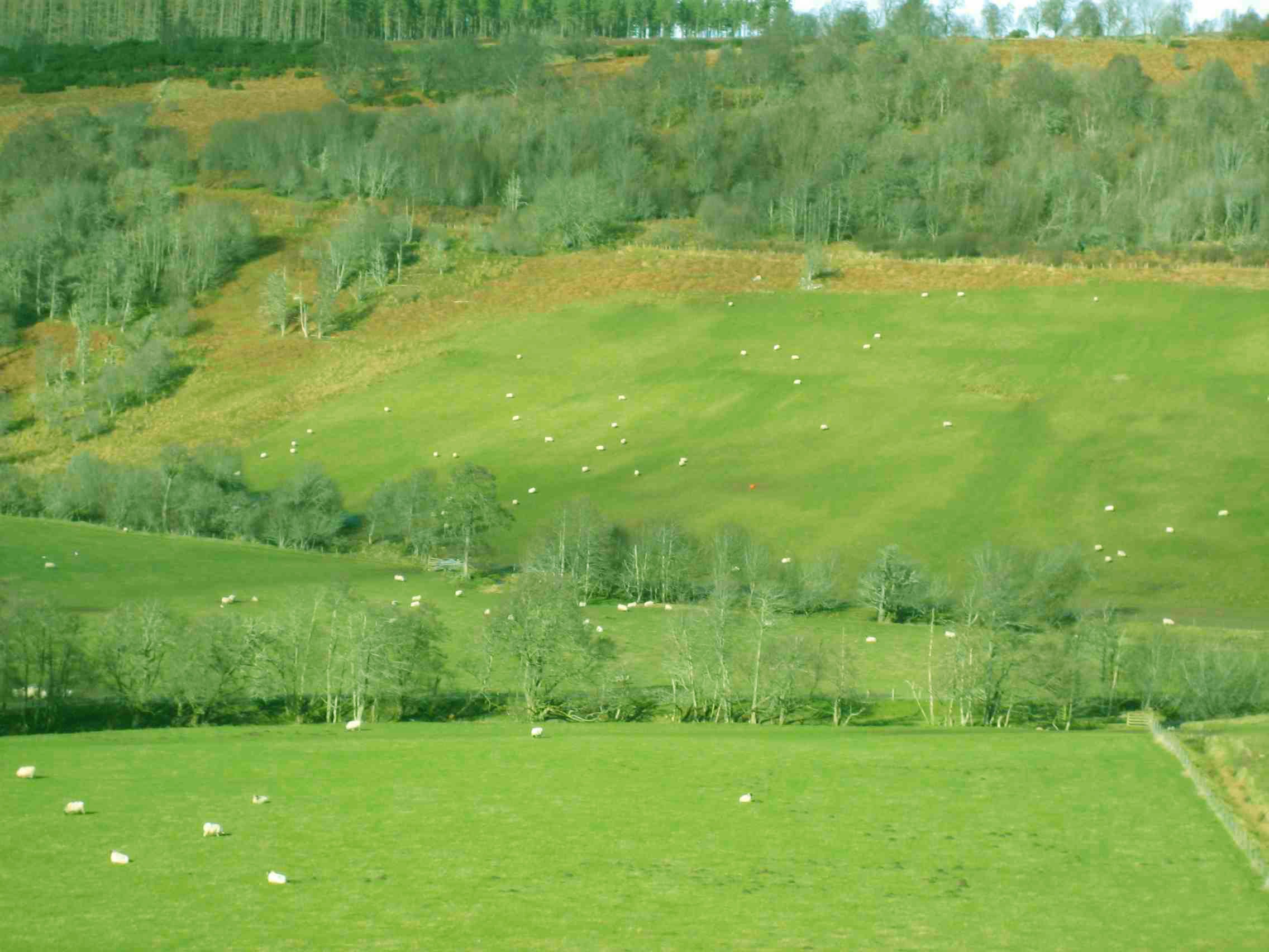 DS10 Sheep hillside