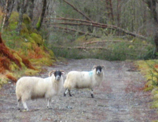DS15 Sheep on trail