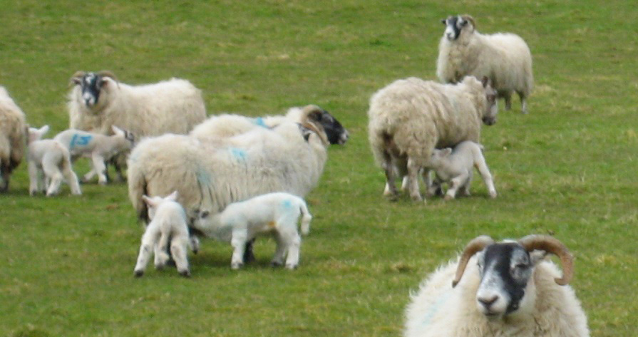 DS28 Lambs