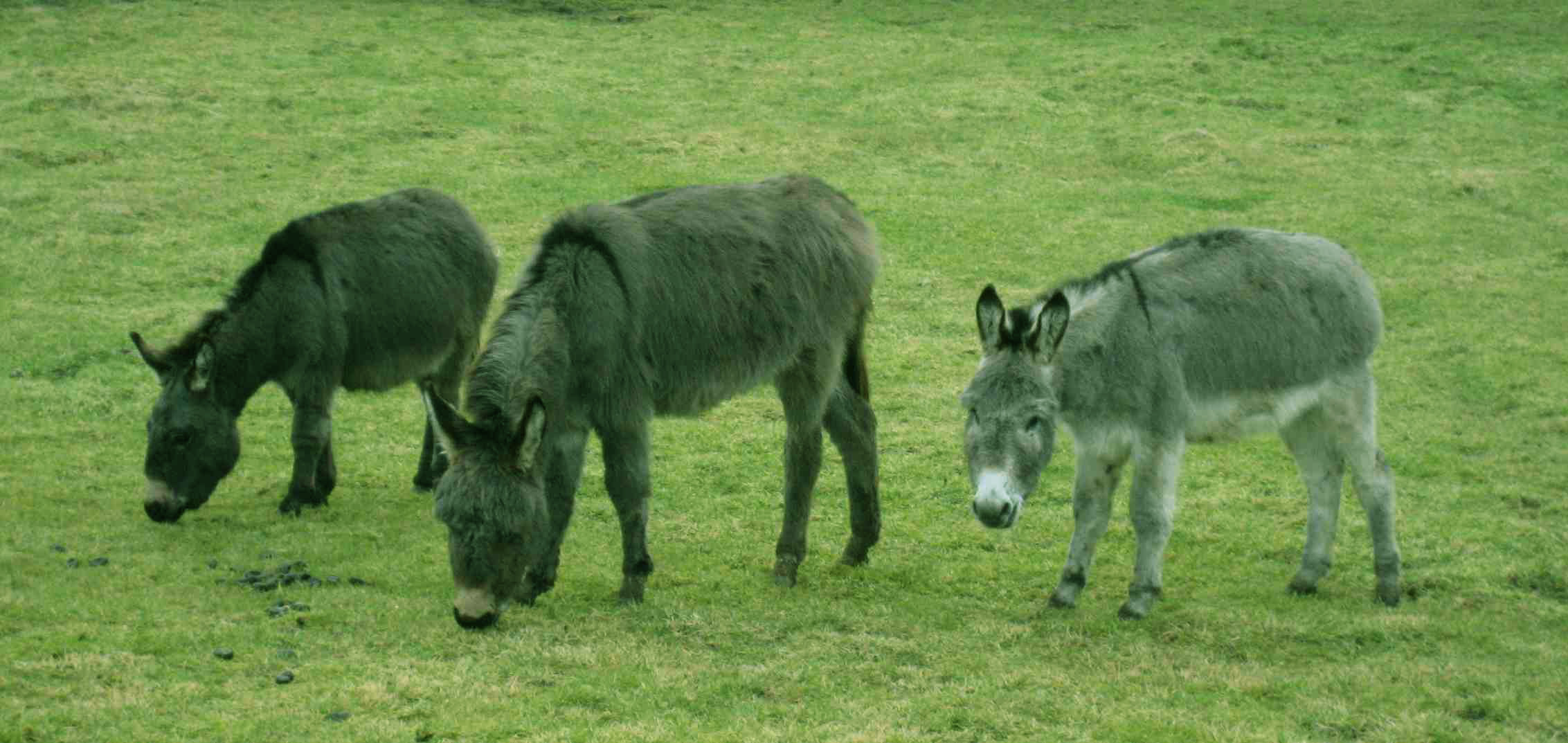DS3 Three donkeys