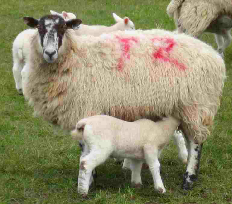 DS33 Sheep and lamb