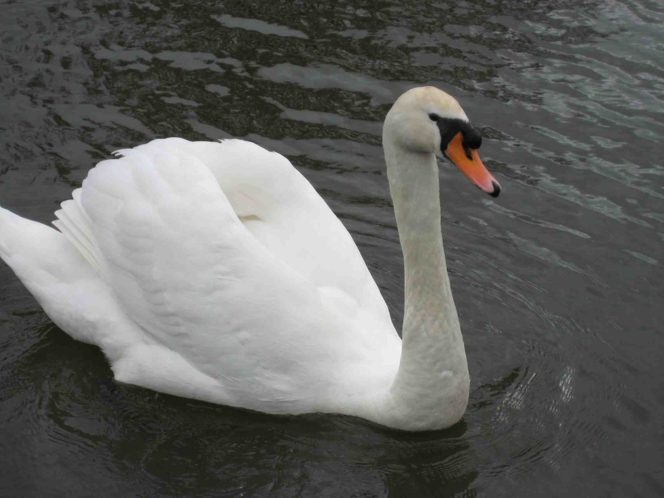 DS39 Swan