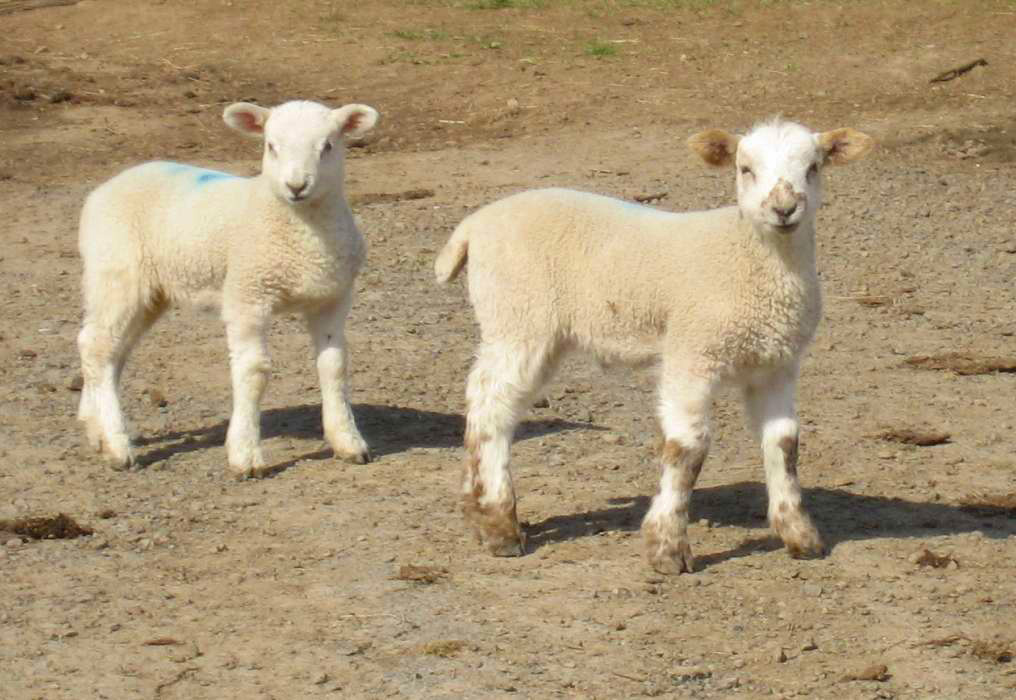 DS46 Two lambs