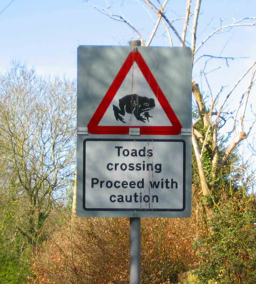 DS53 Toads crossing