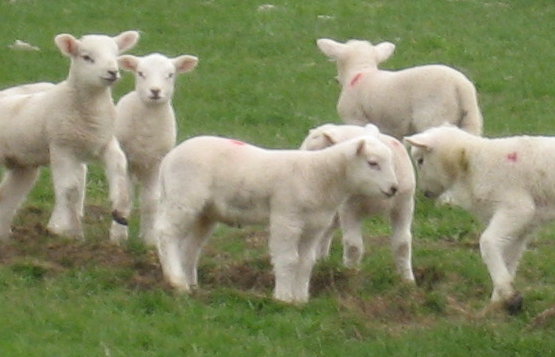 Shap lambs