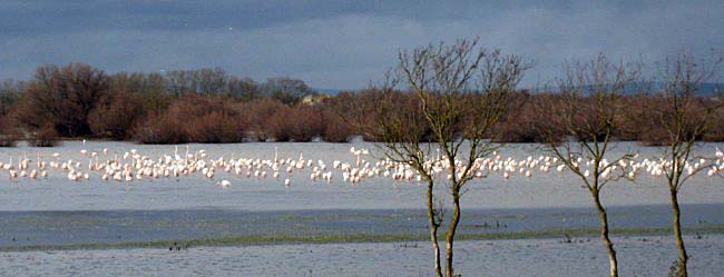 Flamingoes at Portiragnes