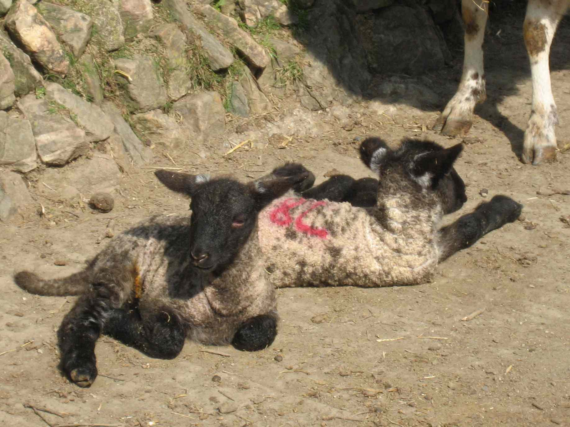 DN10 Devon lambs
