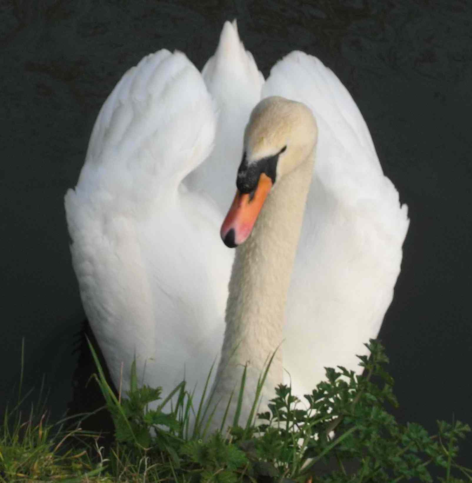 DN11 Swan