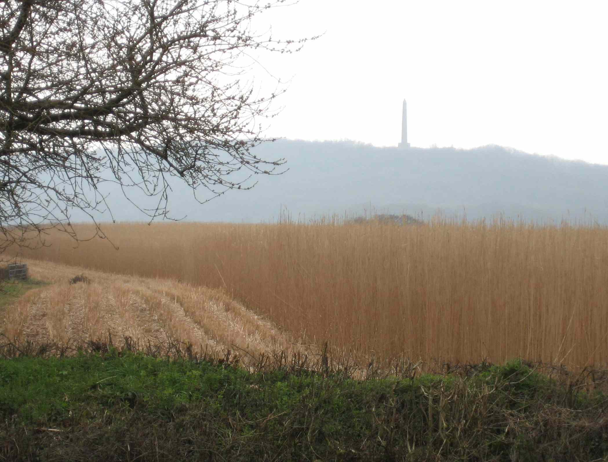 DN11 Wellington monument and wheat field