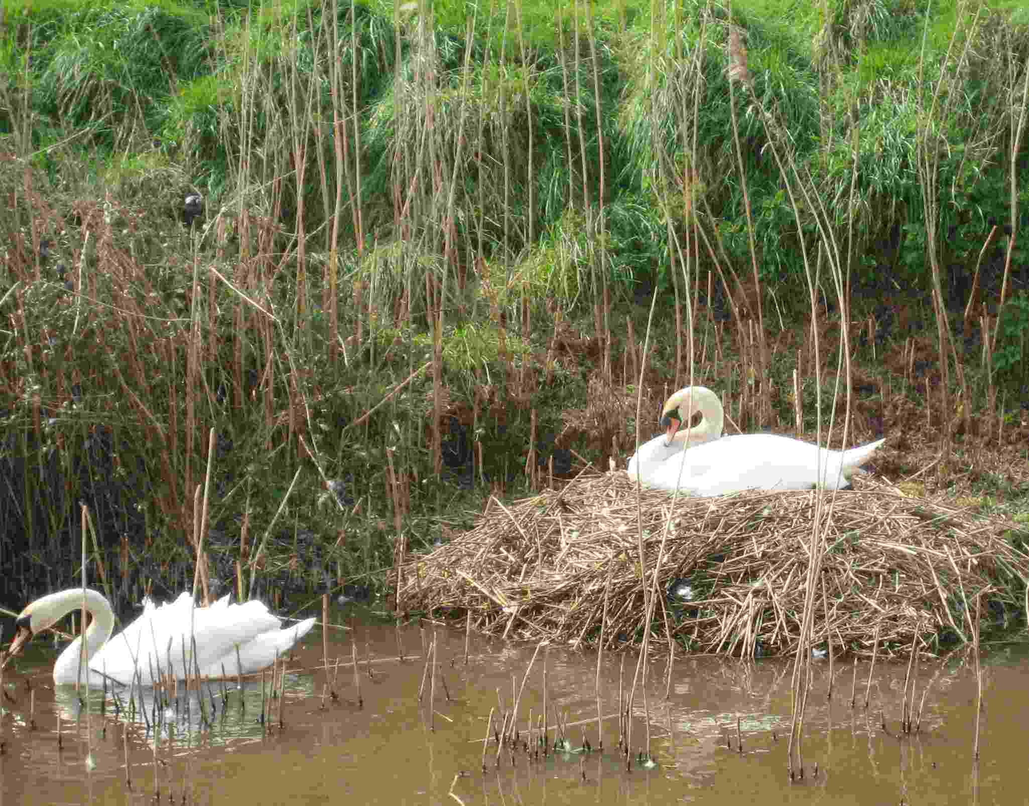 DN12 Swan nest