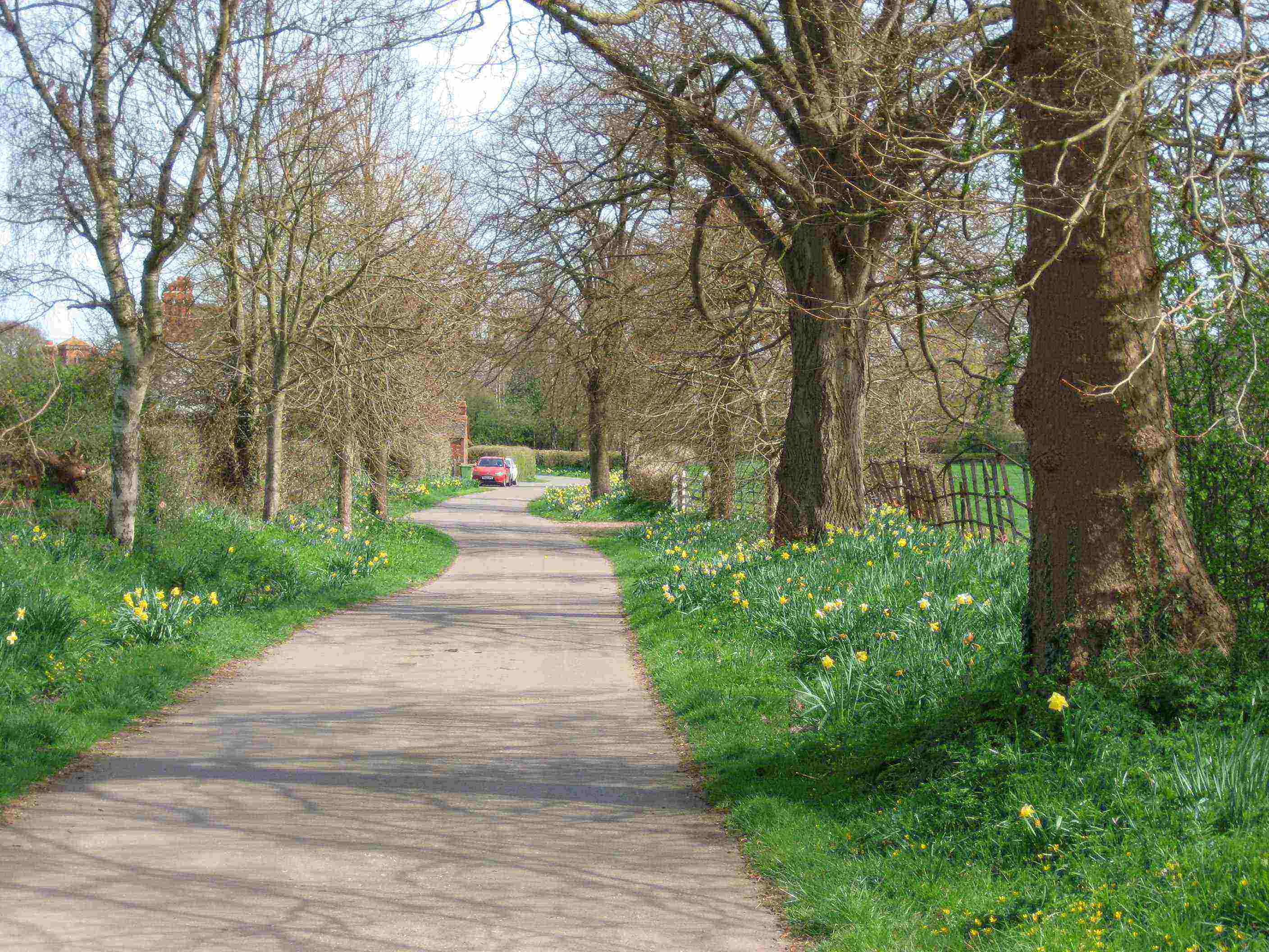 DN17 Daffodil path