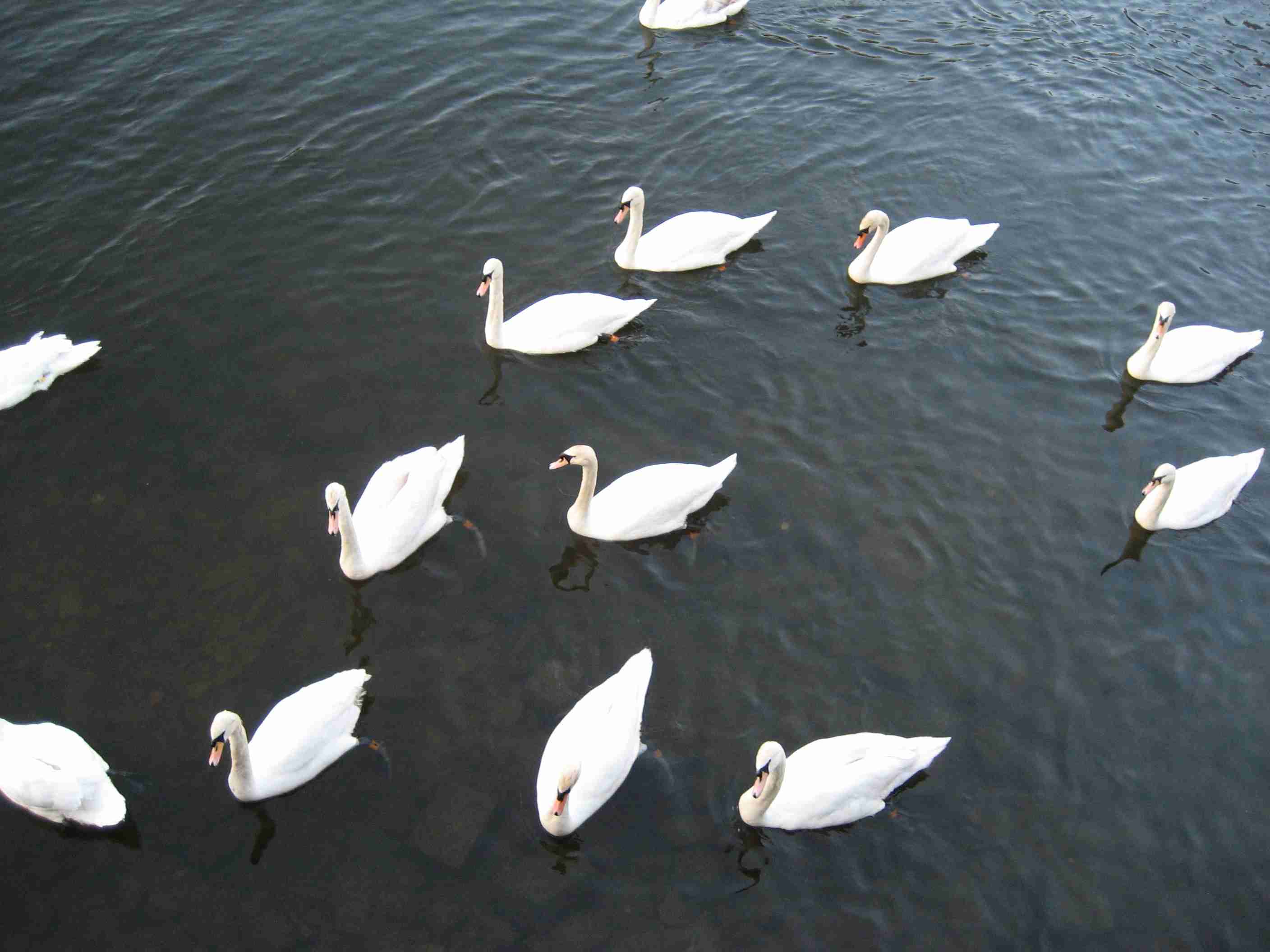DN19 Swans