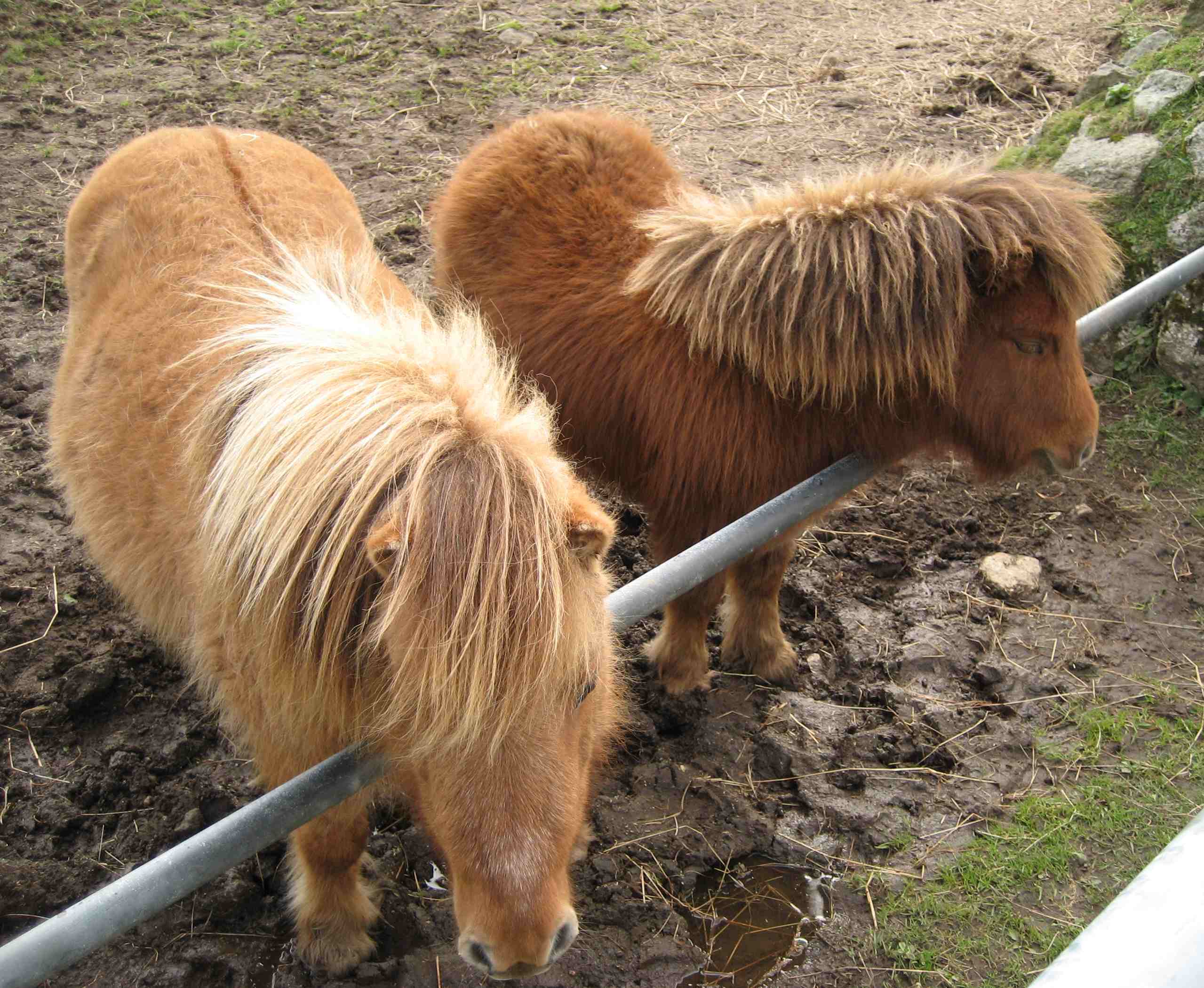 DN3 West country ponies