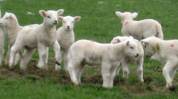 DN32 Lambs