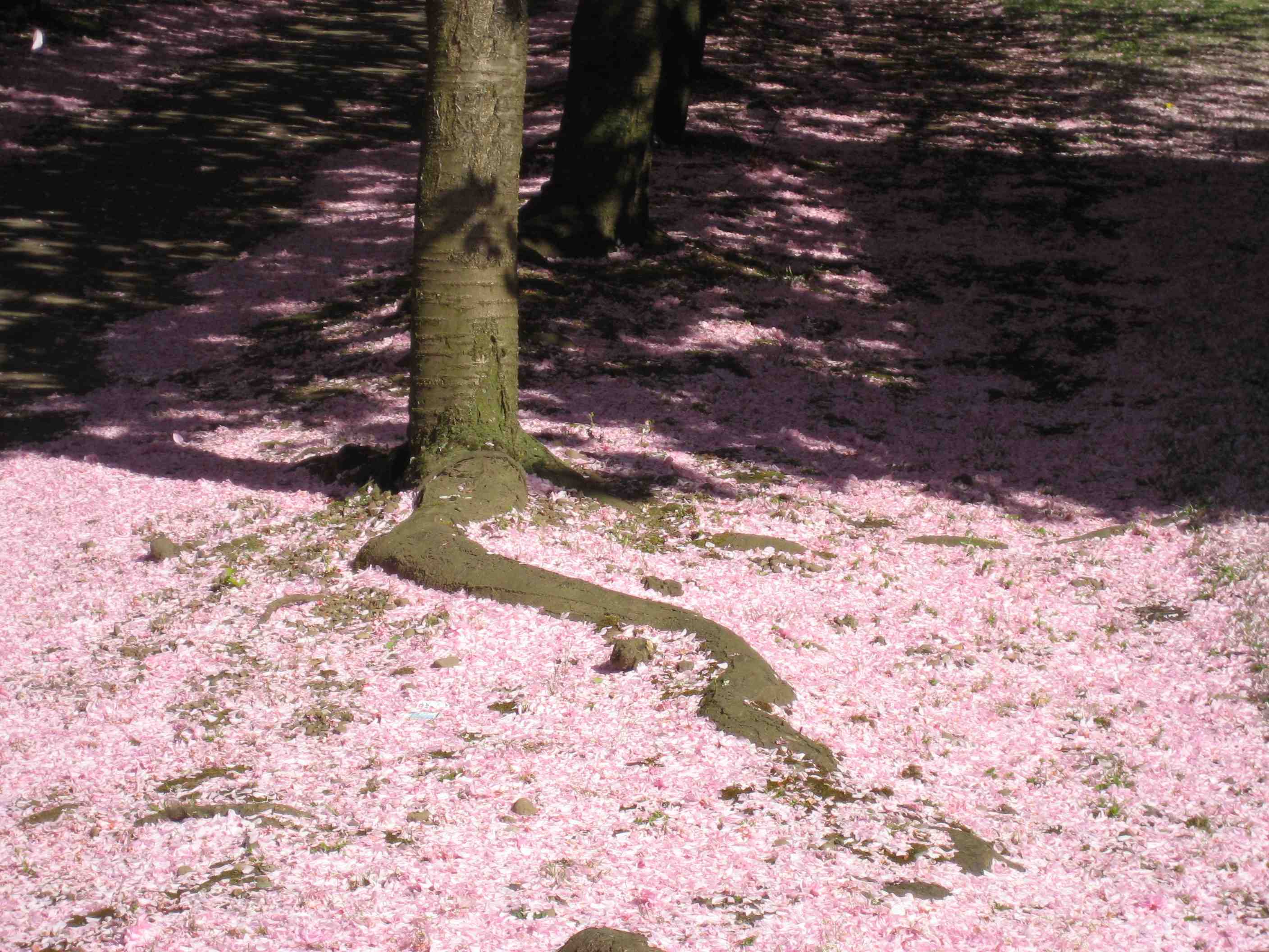 DN40 Cherry blossom