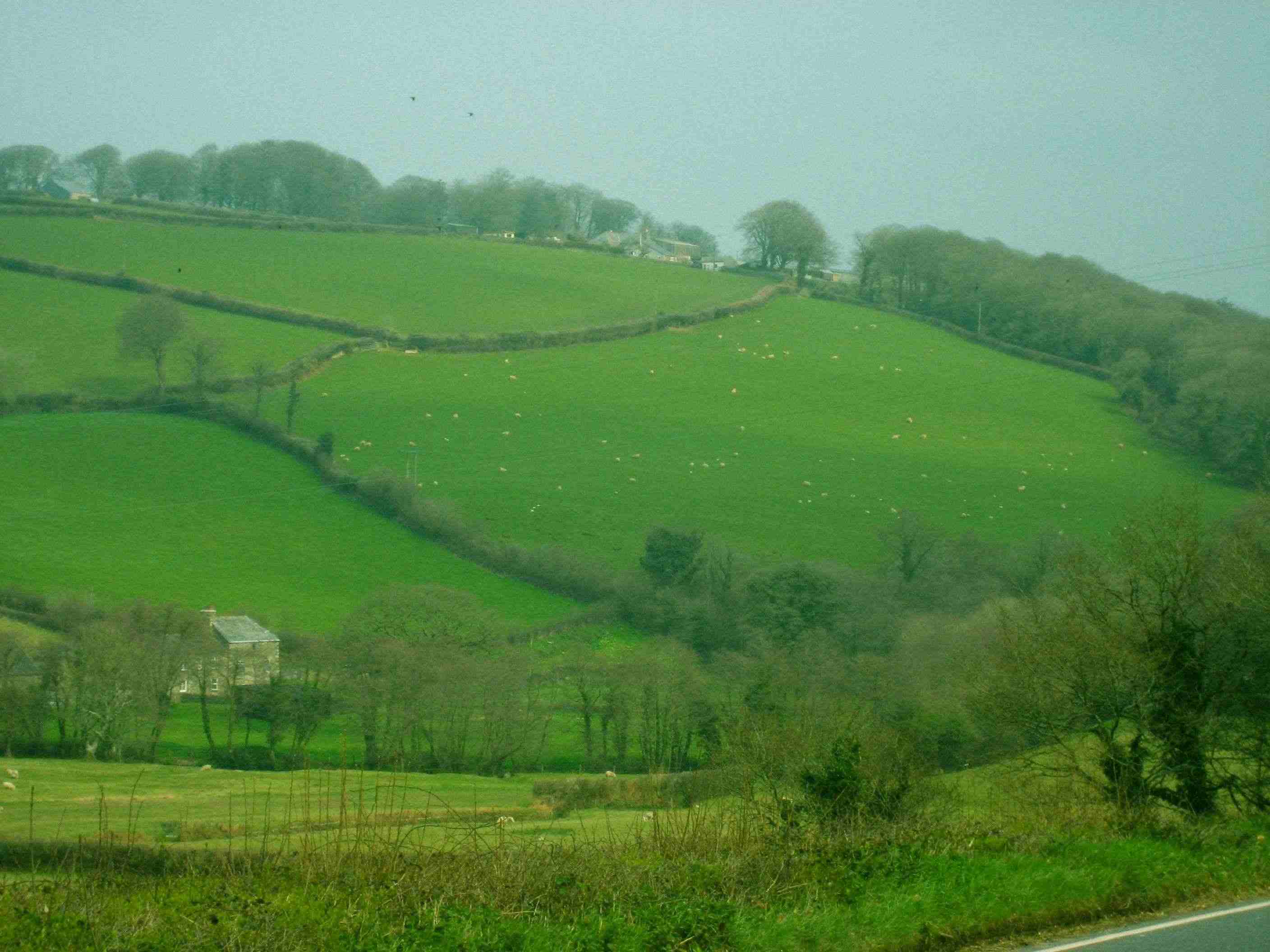 DN6 Cornish hillside with sheep