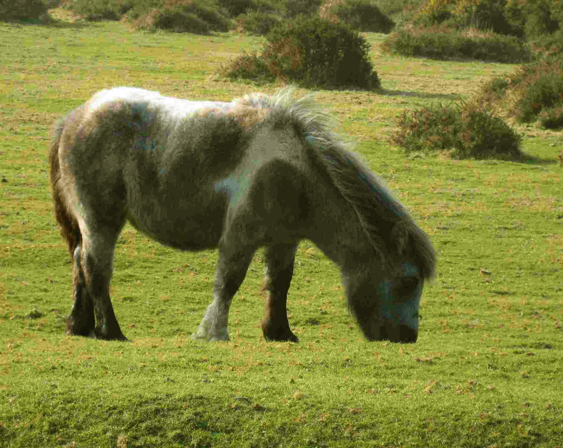 DN8 Dartmoor pony 1
