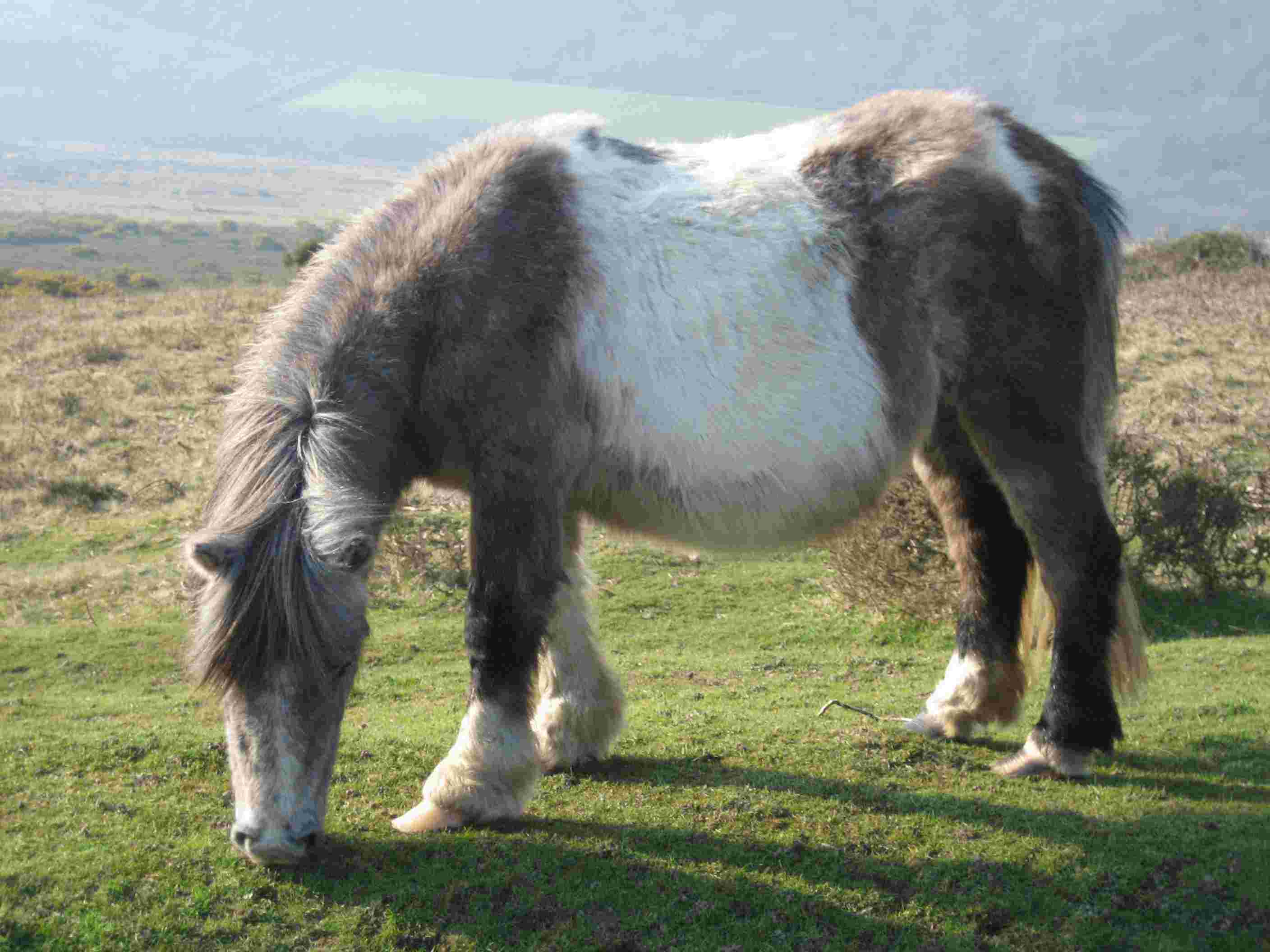 DN8 Dartmoor pony 2