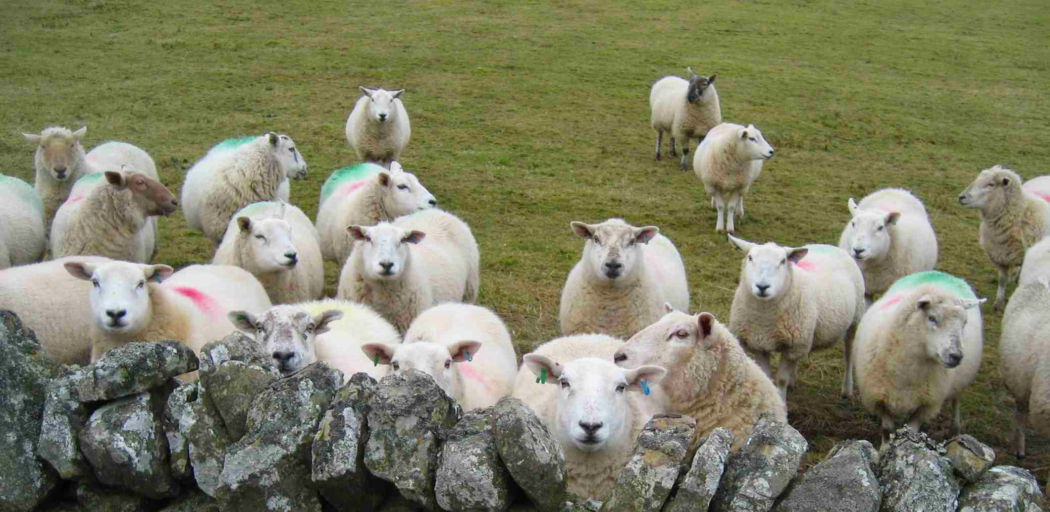 DS3 Bunch of sheep