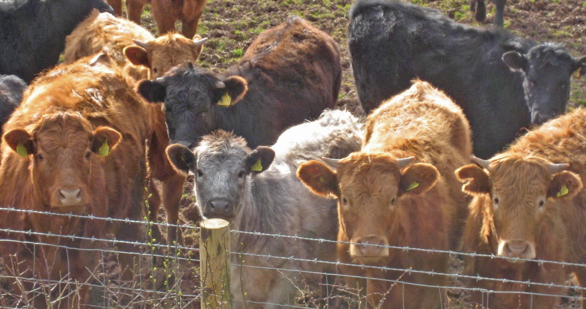 DS32 Cattle nr the border