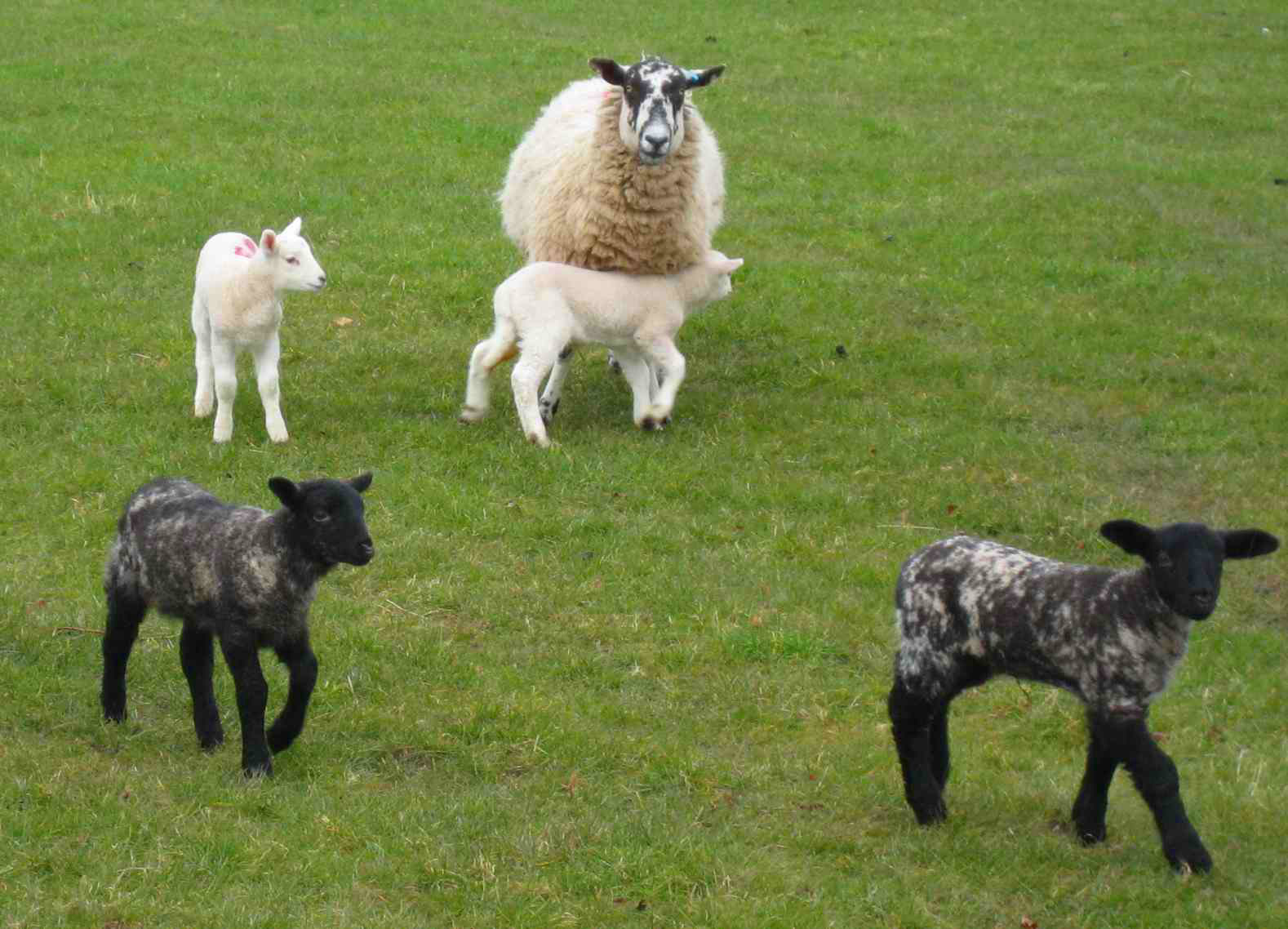 DS33 Sheep and lambs