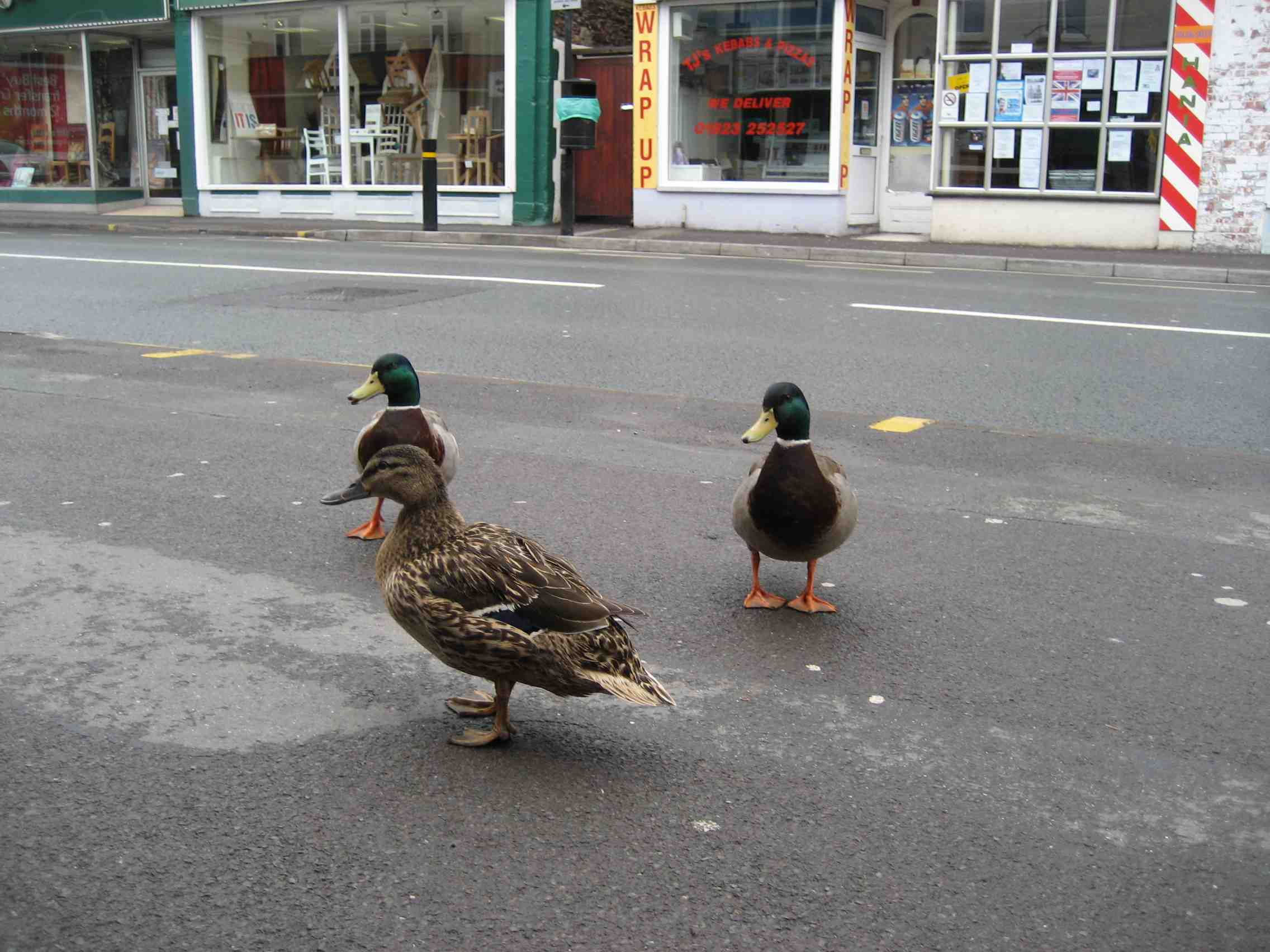 DS56 Ducks in downtown Taunton