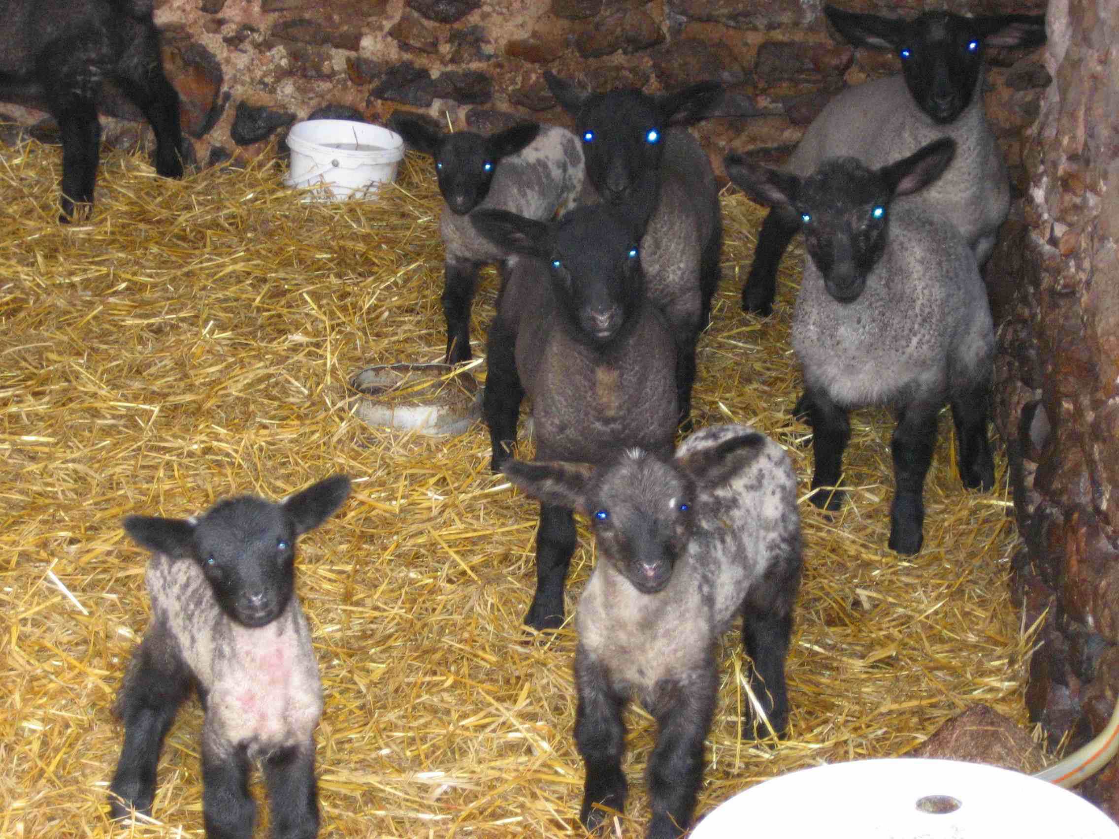 DS56 Lambs