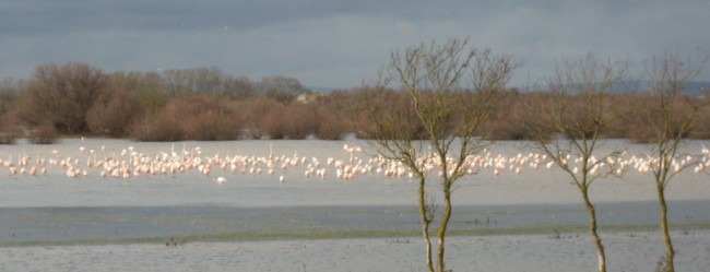 Flamingoes Portiragnes