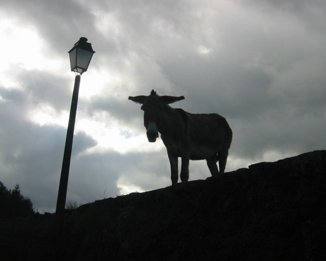 Donkey silhouette